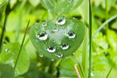 Leaf and droplets