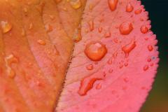 Natural gradients
