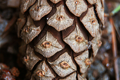 Cone