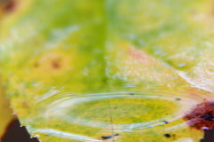 Leaf