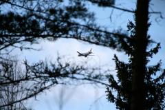 Airplane in trees