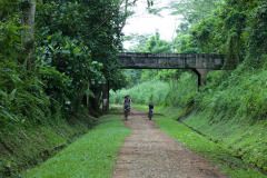Old track bed in Bukit Timah nature reserve