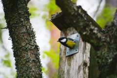 Wildlife